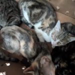 41 Katzen in Kartons auf Gelände eines Autohändlers in Hagen entdeckt