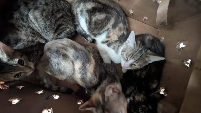 41 Katzen in Kartons auf Gelände eines Autohändlers in Hagen entdeckt 41 Katzen in Kartons auf Gelände eines Autohändlers in Hagen entdeckt