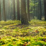 Bottrop richtet fast 50 Hektar großes Wildnisentwicklungsgebiet im Köllnischen Wald ein