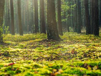 Bottrop richtet fast 50 Hektar großes Wildnisentwicklungsgebiet im Köllnischen Wald ein