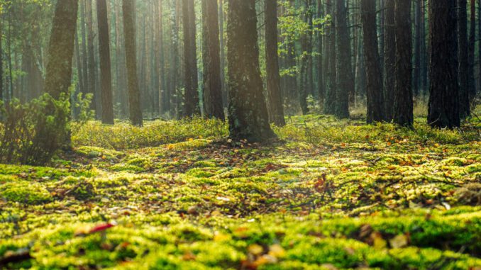Bottrop richtet fast 50 Hektar großes Wildnisentwicklungsgebiet im Köllnischen Wald ein
