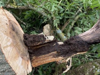 Elf Bäume in der Lessingstraße wegen Pilzbefalls entfernt