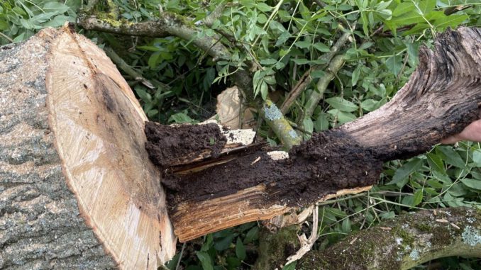 Elf Bäume in der Lessingstraße wegen Pilzbefalls entfernt