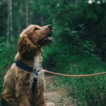 Schutz der Bodenbrüter: Leinenpflicht für Hunde im Binsheimer Feld bis 31. Juli