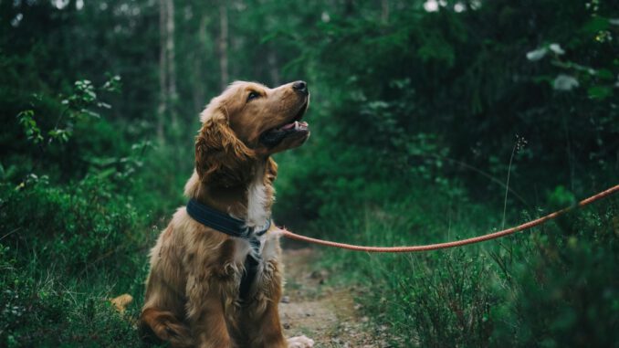 Schutz der Bodenbrüter: Leinenpflicht für Hunde im Binsheimer Feld bis 31. Juli Schutz der Bodenbrüter: Leinenpflicht für Hunde im Binsheimer Feld bis 31. Juli