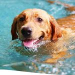 Suderwicher Naturfreibad beendet Saison am 1. September Hundeschwimmen als Abschlusstag