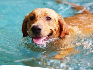 Suderwicher Naturfreibad beendet Saison am 1. September Hundeschwimmen als Abschlusstag