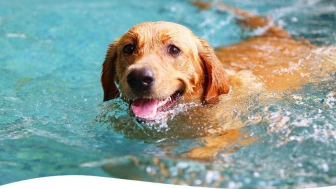 Suderwicher Naturfreibad beendet Saison am 1. September Hundeschwimmen als Abschlusstag Suderwicher Naturfreibad beendet Saison am 1. September Hundeschwimmen als Abschlusstag