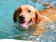 Suderwicher Naturfreibad beendet Saison am 1. September Hundeschwimmen als Abschlusstag