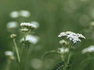 VHS Hagen informiert über essbare Wildpflanzen und bietet Verkostung an