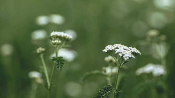 VHS Hagen informiert über essbare Wildpflanzen und bietet Verkostung an